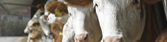 Cattle