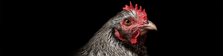 Poultry